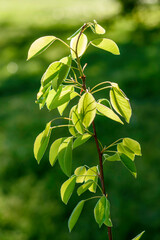 green leaves in the sun