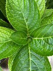 Large green leaves, background of green leaves.