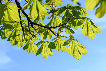 green leaves in the sun - 780848005