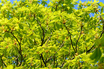 green leaves in the sun - 780848289