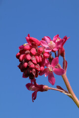 Groseillier à fleurs --- Cassis-fleur --- Groseillier sanguin (Ribes sanguineum)
Ribes sanguineum in flower

