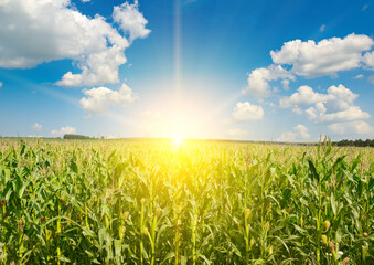 Sunrise over corn field. Agriculture background