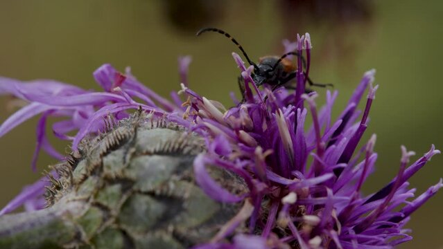Inactive Longhorn beetle on top of the flower
