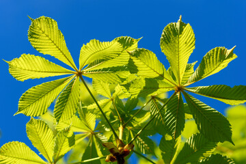 green leaves in the sun - 780849492