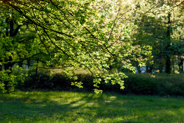 green leaves in the sun - 780849671