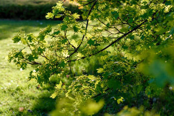 green leaves in the sun - 780849673