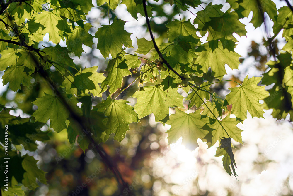 Wall mural green leaves in the sun