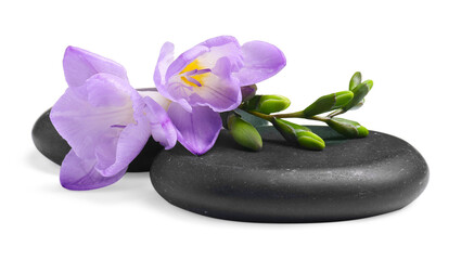 Obraz na płótnie Canvas Beautiful violet freesia flowers and stones isolated on white