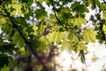 green leaves in the sun - 780849854