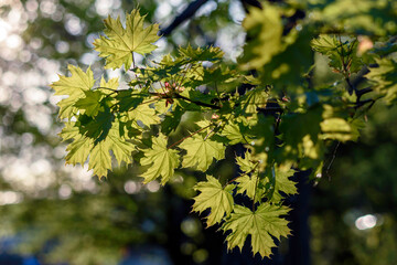 green leaves in the sun - 780850015