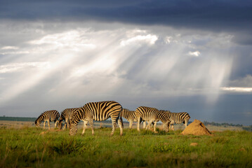 A herd of zebras on the African plains.  Photographed in South Africa.