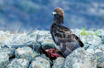 Action photography of Golden Eagle