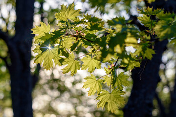 green leaves in the sun - 780850090