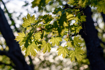 green leaves in the sun - 780850094