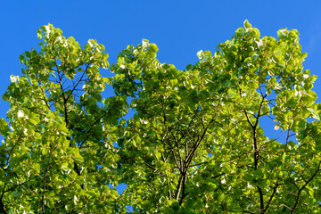 green leaves in the sun - 780850216