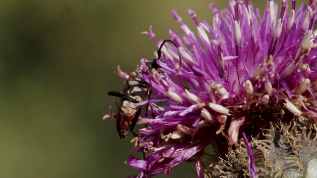 Longhorn beetle on a flower, close-up macro shot