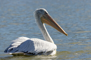 Dalmatian Pelican of Kerkini Lake