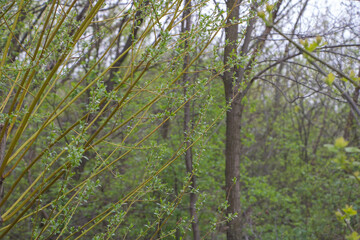Close up of young willow branches with green leaves in a forest during spring, with rainy weather...