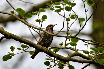 Sturnus vulgaris aka european starling bird perched on the tree branch.