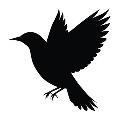 silhouette of starling bird on white