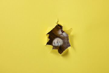 Cute cat looking through hole in yellow paper