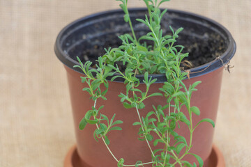 Detailed View of Lavender Plant Growing in Pot, Showing Tiny Leaves and Vibrant Green Shoots