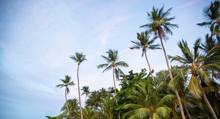 Copa de coqueiros na praia com céu azul no litoral nordeste do brasil