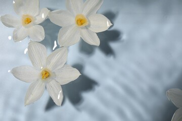 Beautiful daffodils in water on light blue background, top view. Space for text
