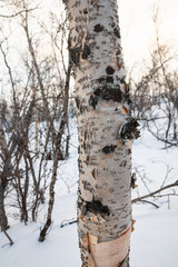 Detailed image of the rough textured bark of a birch tree in a wintry landscape in northern Sweden