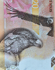 un condor andino en un billete de banco - 780852896