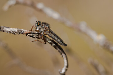 Mosca ladrona, neomochtherus, esperando su proxima victima sobre una rama seca en el preventorio de...