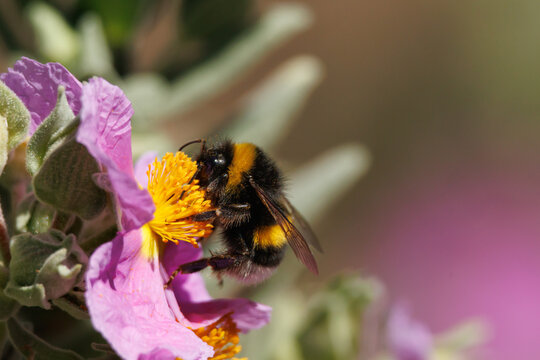Abejorro com&uacute;n, bombus terrestris, sobre flor de jara cistus albidus, Alcoy, Espa&ntilde;a