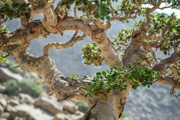 Frankincense tree detail in Oman