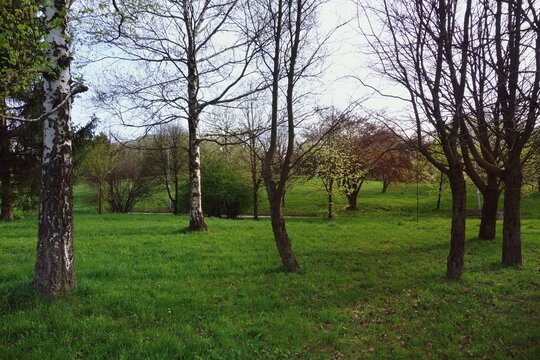 The beginning of spring. Photo taken at 5 p.m - European beautiful landscape of a city park with green areas. In the foreground there are naked trees, and in the distance the trees coming to life.
