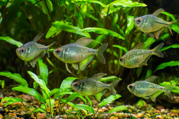 Close-up of a group of Tetra brilliant fish (Moenkhausia pittieri) swimming in an aquarium on a blurred background.