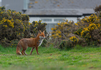 Red Fox or Vulpes vulpes close-up, Image shows the lone fox on the edge of a park on the outskirts of London with a Industrial estate in the background 