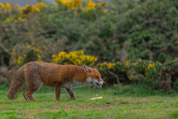 Red Fox or Vulpes vulpes close-up, Image shows the lone fox on the edge of a park on the outskirts of London with a Industrial estate in the background 