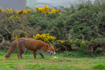 Red Fox or Vulpes vulpes close-up, Image shows the lone fox on the edge of a park on the outskirts of London with a Industrial estate in the background 