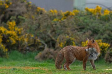Red Fox or Vulpes vulpes close-up, Image shows the lone fox on the edge of a park on the outskirts...