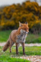 Red Fox or Vulpes vulpes close-up, Image shows the lone fox on the edge of a park on the outskirts of London with a Industrial estate in the background 