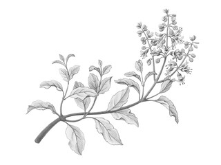 Holy Basil or Tulasi  hand-drawn botanical pencil illustration isolated on white with clipping path