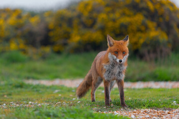 Red Fox or Vulpes vulpes close-up, Image shows the lone fox on the edge of a park on the outskirts of London with a Industrial estate in the background 