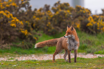 Red Fox or Vulpes vulpes close-up, Image shows the lone fox on the edge of a park on the outskirts of London with a Industrial estate in the background 