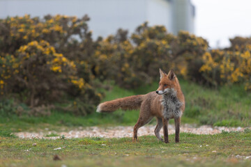 Red Fox or Vulpes vulpes close-up, Image shows the lone fox on the edge of a park on the outskirts...