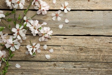 Spring season. Beautiful blossoming tree branch and flower petals on wooden table, flat lay. Space for text