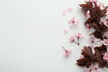 Spring season. Beautiful blossoming tree branch, flowers and petals on white background, flat lay. Space for text