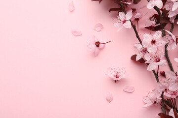 Spring tree branches with beautiful blossoms, flowers and petals on pink background, flat lay....