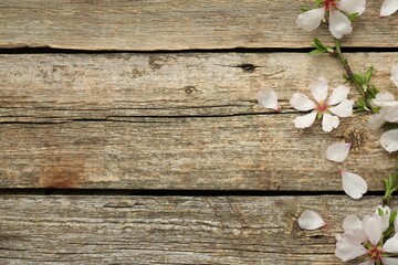 Spring season. Beautiful blossoming tree branch and flower petals on wooden table, flat lay. Space...
