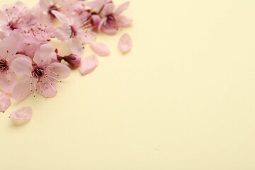 Beautiful spring tree blossoms and petals on yellow background, space for text - obrazy, fototapety, plakaty