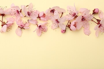 Beautiful spring tree blossoms and petals on yellow background, flat lay. Space for text